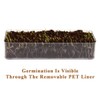 BENPIN Wooden Cat Grass Planter (no Seeds Included) with Potting