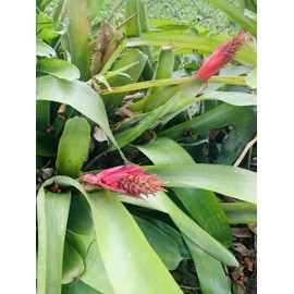 Young Bromeliad Plant Pup Cutting Grows Tall Height / Pink