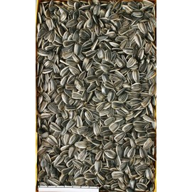 Minimal Land Fresh Large Sunflower Seeds for Squirrel Hamster 200 Grams (x1)