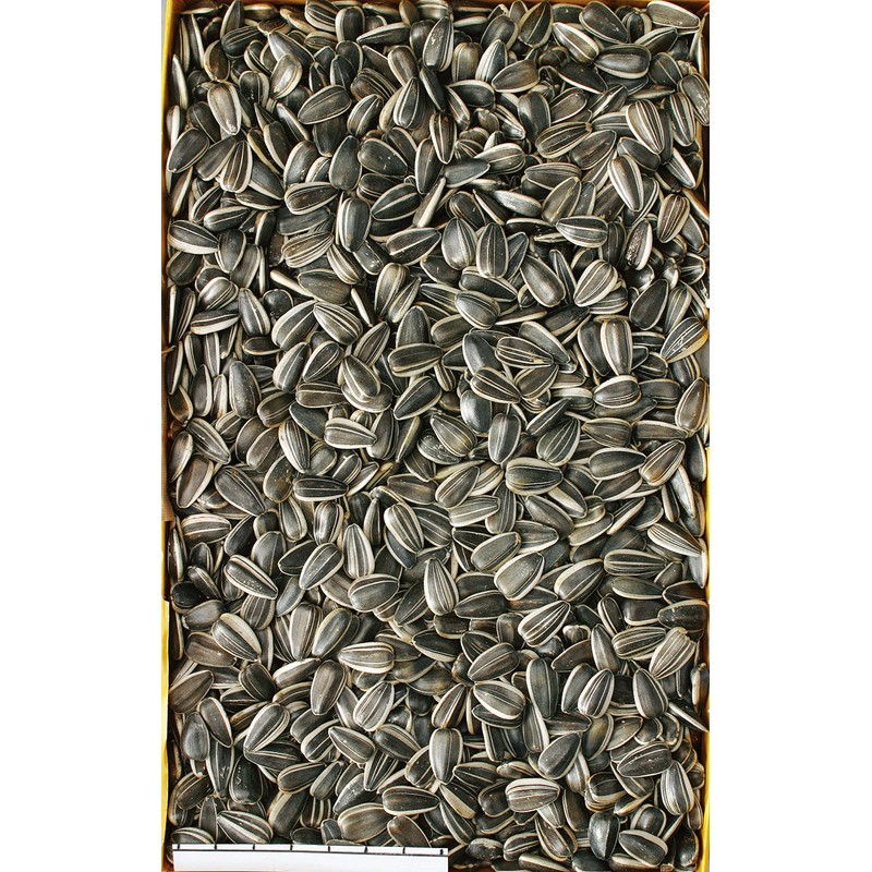 Minimal Land Fresh Large Sunflower Seeds for Squirrel Hamster 200