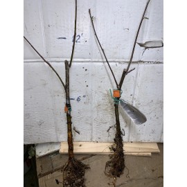 Unbranded Duchess of Oldenburg Apple, grafted plant, 12-18 inches tall