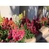 RAISE ME UP: Snapdragon Magic Carpet Mix Low Dwarf Delphinium