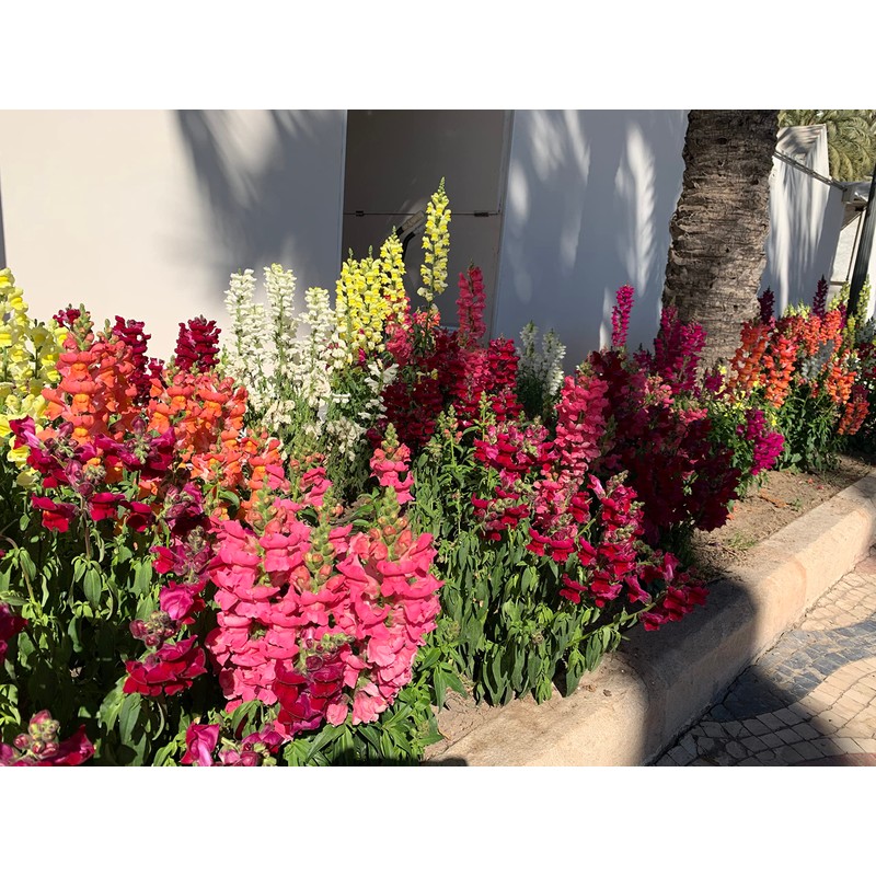 RAISE ME UP: Snapdragon Magic Carpet Mix Low Dwarf Delphinium