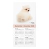 THE DOG Calendar 2026 Wall Calendar Mini Size [Pomeranian]