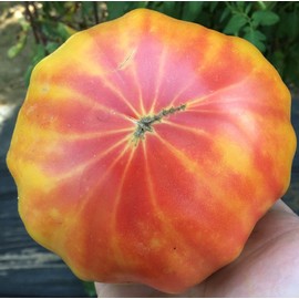 Georgia Streak Heirloom Tomato Premium Seeds for Planting Packet