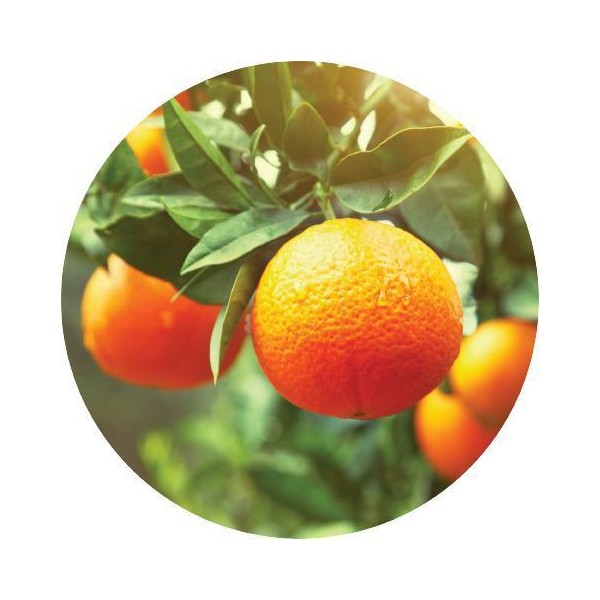 Living Libations Clementine Essential Oil, 100ml