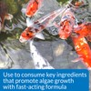 API POND ALGAE CURE Control Solution, Safe For Pets When