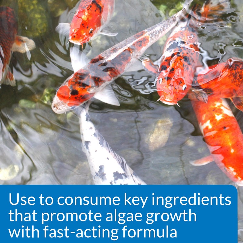 API POND ALGAE CURE Control Solution, Safe For Pets When