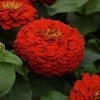 Outsidepride Zinnia Elegans Lilliput Red - 2000 Seeds