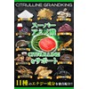 [Japanese NMN] A-Gift Citrulline Land King Supplement Citrulline 24,000mg 90