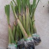 Lemon Grass Starter Plants - Organic Non GMO - Pesticide
