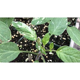 Faelan's First Snow Variegated Cherokee Purple Heirloom Tomato Premium Seeds for Planting Packet