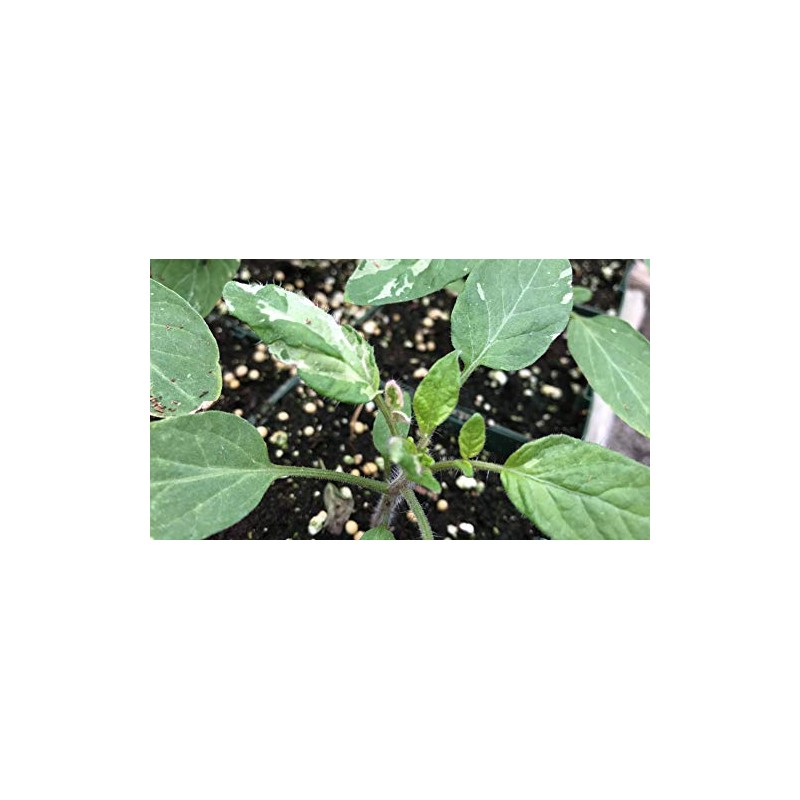 Faelan's First Snow Variegated Cherokee Purple Heirloom Tomato Premium Seeds