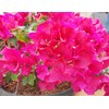 Nelson Bougainvillea & All Flowering Vines Food Trumpet Wisteria Jessamine