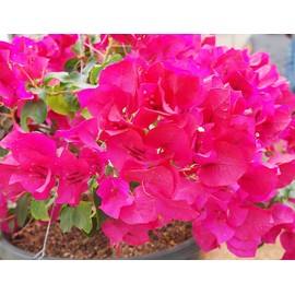 Nelson Bougainvillea & All Flowering Vines Food Trumpet Wisteria Jessamine Honeysuckles Indoor Outdoor Granular Fertilizer NutriStar 17-7-10 (15 LB)