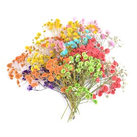 TOPHONIEX 200PCS Mini Dried Flowers Set Nature Real Dry Flowers Pressing Floral Natural Pressed Flowers Gypsophila Dried Flowers for Wedding Resin Art Craft DIY Card Making, 10 Colors