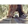 40 GIANT SEQUOIA Sequoiadendron Giganteum Sierra Redwood Tree Seeds