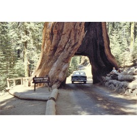 40 GIANT SEQUOIA Sequoiadendron Giganteum Sierra Redwood Tree Seeds