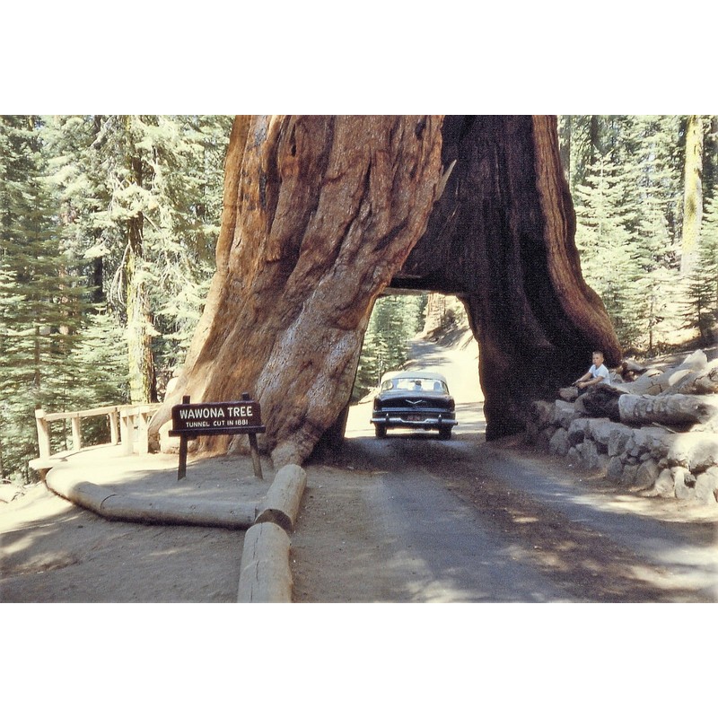 40 GIANT SEQUOIA Sequoiadendron Giganteum Sierra Redwood Tree Seeds
