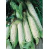 Sunshine Seeds Country Gentleman Sweet Corn Seeds (40) / ORGANIC