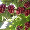 2lb Fair Trade Organic Certified Guatemalan Whole Bean Medium Roast