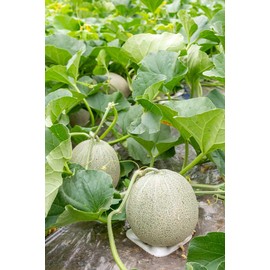 TomorrowSeeds - Rocky Ford Green Cantaloupe Seeds - 50+ Count - for 2025 Planting Heirloom Open-Pollinated Green Flesh Netted Gem Muskmelon Honeydew Melon Fruit Grow Your Own Home Farm Patio Healthy