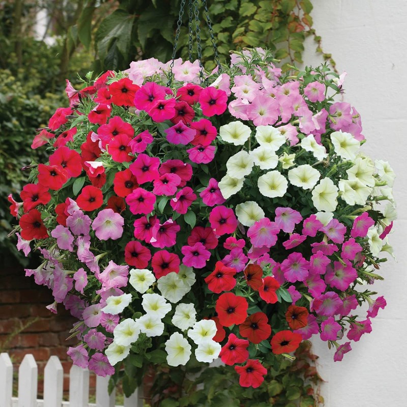 22Day Seeds: Seeds Petunia Unicum Mix/Petunia x hybrida/Annual Flowers
