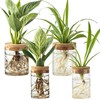 Glass Propagation Stations for Plants – Set of 4(2 Large