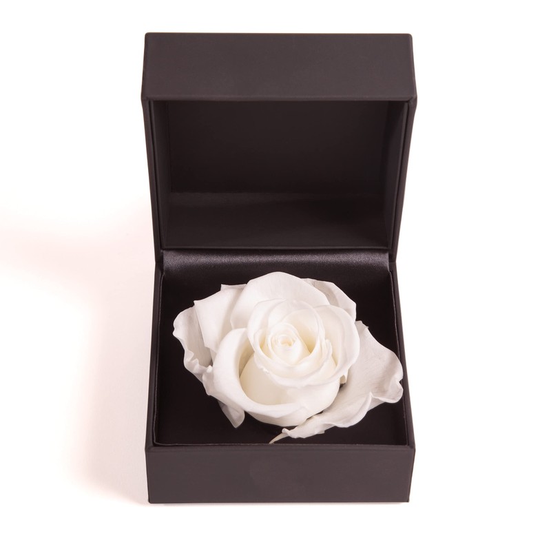 ROSEMARIE SCHULZ Heidelberg Rose Box 1 Infinity Rose White Preserved
