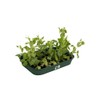 Elho green basics grow tray m accessory - leaf green