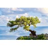 Farbenwald - Juniper, 3 bundles for smoking, approx. 15 cm