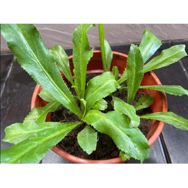 1000 Culantro Seeds Recao Seeds Culantro NGO GAI Seeds Recao Coriander Seeds, Ready to Planting