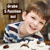 Science4you Fossil Dig Kit - Fossils and Paleontology with This