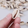 150 PCS 0.63"-0.71" Natural Strong Cowrie Shell Beads Smooth Cut