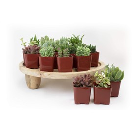 Leaf & Linen | Classic Collection Assorted Varieties of Indoor/Outdoor Live Succulents Hardy & Easy Care, Set of 20,