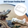 Chameleon Feeder - Anti-Escape Hermit Crab Food Dish - Reptile
