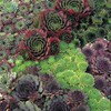 Hens & Chicks- 25 Seeds by OrginBud