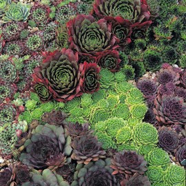 Hens & Chicks- 25 Seeds by OrginBud