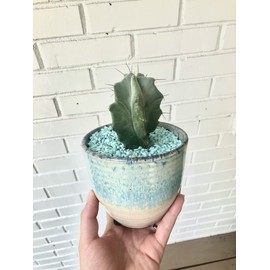 Succulent Gift Box - Aloe, Cacti, Succulent, String Plants - Planting Kit with Goodies!