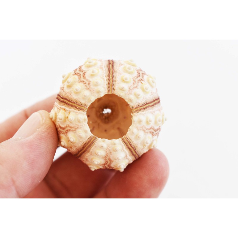 1 Sputnik Sea Urchin Shells 1-1.75" Beach Crafts Ocean Arts