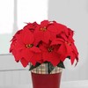 CITYES 2 Pcs Poinsettias Artificial Christmas Flowers Red Poinsettia Bushes
