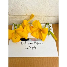 Unbranded BUTTERED POPCORN 3 Daylily root fans