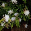 White Queen of The Night Orchid Cactus Cutting, Epiphyllum Oxypetalum