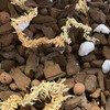Phalaenopsis Monterey Dark Imperial Orchid Potting Mix by rePotme (Junior