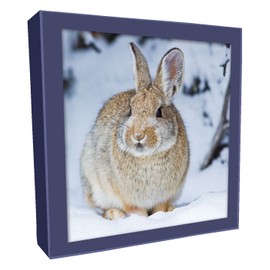 Box of 8 Photographic Rabbit & Deer Christmas Cards In 2 Designs Boxed Cards XCPS001