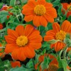 Outsidepride Orange Mexican Sunflower Plant Flower Seed - 1000 Seeds