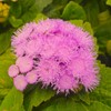 Ageratum Pink Floss Flower Seeds 400+ Seeds for Planting Non-GMO