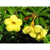 Dwarf Bush Brown Bud Allamanda Hybrid Compacta Tropical Live Plant