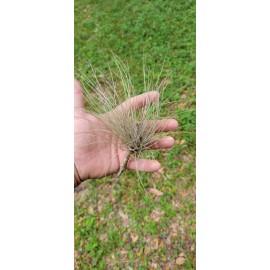 Tillandsia Bromeliad Bartramii purple. Air plant