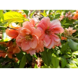 live plant Chaenomeles Speciosa "Cameo" (Peach Flowering Quince) Rooted Plant